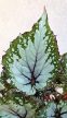 Begonia rex 'Asian Tundra' 12 cm