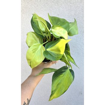 Philodendron Brasil 12 cm