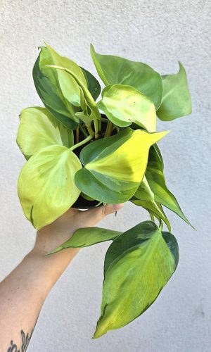 Philodendron Brasil 12 cm