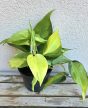 Philodendron Brasil 12 cm