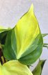 Philodendron Brasil 12 cm