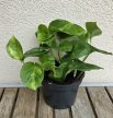 Epipremnum Global Green - Szobai futóka 12 cm