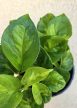 Epipremnum Global Green - Szobai futóka 12 cm