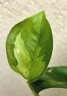 Epipremnum Global Green - Szobai futóka 12 cm