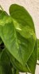 Epipremnum Global Green - Szobai futóka 12 cm