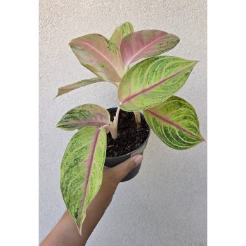 Aglaonema Iguana Red 12 cm