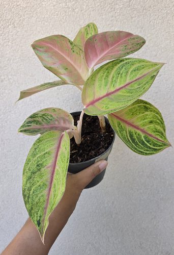 Aglaonema Iguana Red 12 cm