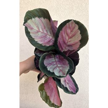 Calathea roseopicta 
