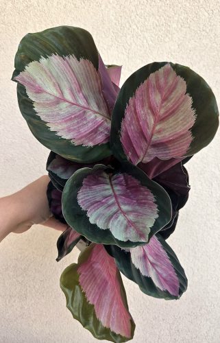 Calathea roseopicta 