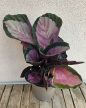 Calathea roseopicta 