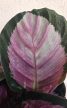 Calathea roseopicta 