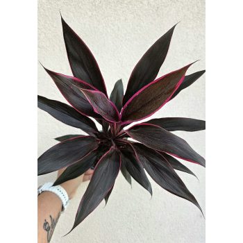 Cordyline Tango 