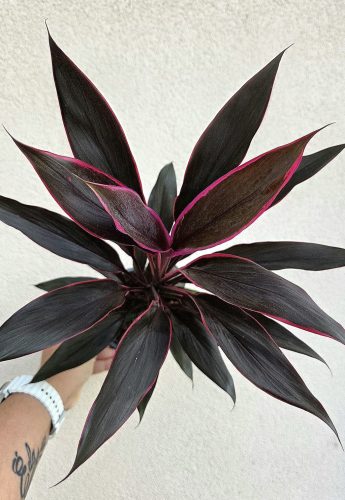 Cordyline Tango 