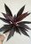 Cordyline Tango 