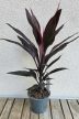 Cordyline Tango 