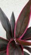 Cordyline Tango 