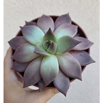 Echeveria Taurus 10.5 cm