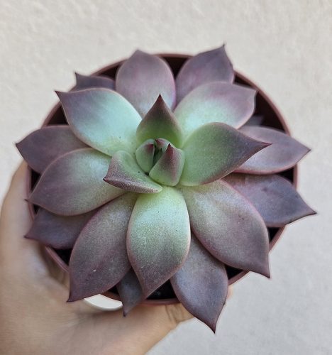 Echeveria Taurus 10.5 cm