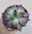 Echeveria Taurus 10.5 cm