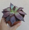 Echeveria Taurus 10.5 cm