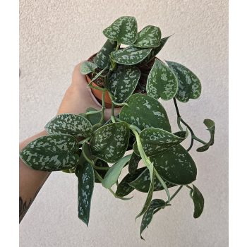 Scindapsus Argyraeus - Ezüstös szobafutóka 12 cm