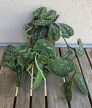 Scindapsus Argyraeus - Ezüstös szobafutóka 12 cm