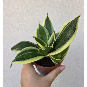 Sansevieria Hahnii - Törpe anyósnyelv 9 cm