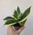 Sansevieria Hahnii - Törpe anyósnyelv 9 cm