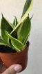 Sansevieria Hahnii - Törpe anyósnyelv 9 cm