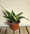 Sansevieria Hahnii - Törpe anyósnyelv 9 cm