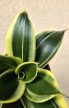 Sansevieria Hahnii - Törpe anyósnyelv 9 cm