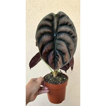 Alocasia Cuprea Red Secret