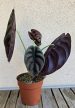 Alocasia Cuprea Red Secret