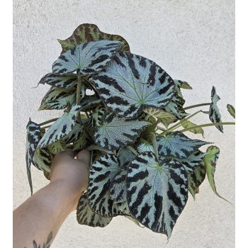 Begonia Silver Jewel