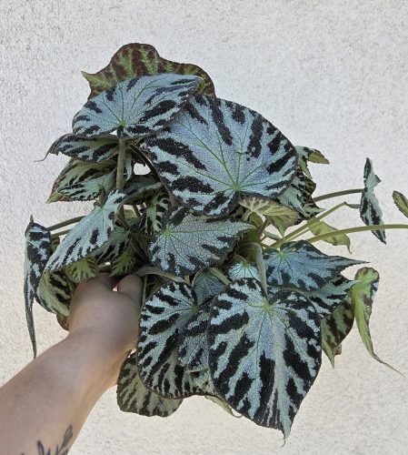 Begonia Silver Jewel