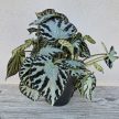 Begonia Silver Jewel