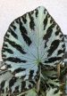 Begonia Silver Jewel
