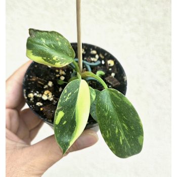 Philodendron 'Green Congo Variegata' 8 cm