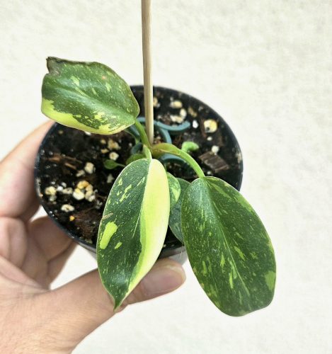 Philodendron 'Green Congo Variegata' 8 cm