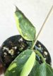 Philodendron 'Green Congo Variegata' 8 cm