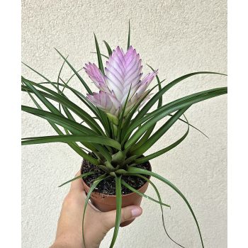 Tillandsia cyanea Josee