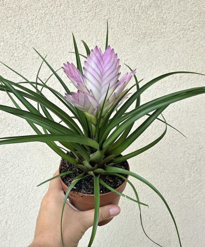 Tillandsia cyanea Josee