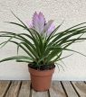 Tillandsia cyanea Josee