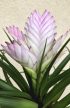 Tillandsia cyanea Josee