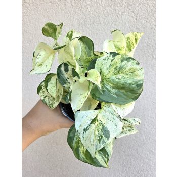 Epipremnum Happy Leaf - Tarka szobai futóka 12 cm
