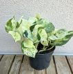 Epipremnum Happy Leaf - Tarka szobai futóka 12 cm