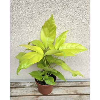 Schefflera 