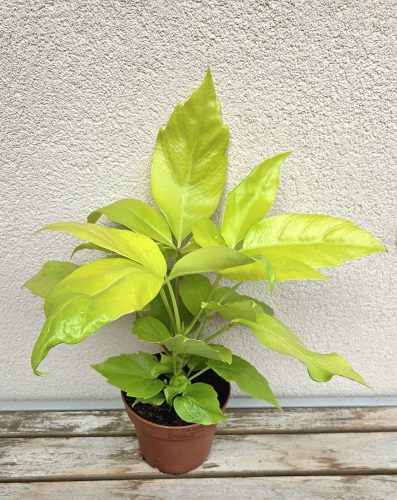 Schefflera 