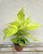 Schefflera 