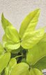 Schefflera 